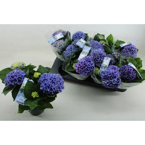 HYDR M MAG REVOLUTIO