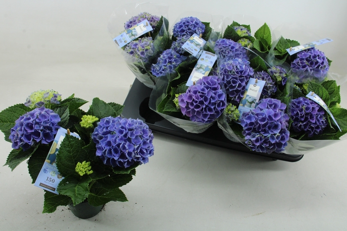 <h4>HYDR M MAG REVOLUTIO</h4>