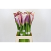 Zantedeschia Eydolls Purple White
