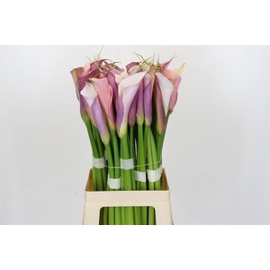 Zantedeschia Eydolls Purple White
