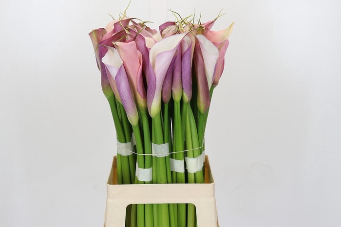 Zantedeschia Eydolls Purple White