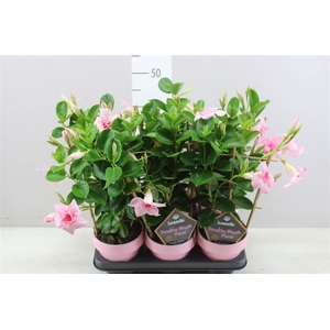 Mandevilla Sun Double Pink Op Rek