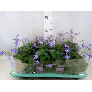 Streptocarpus saxorum