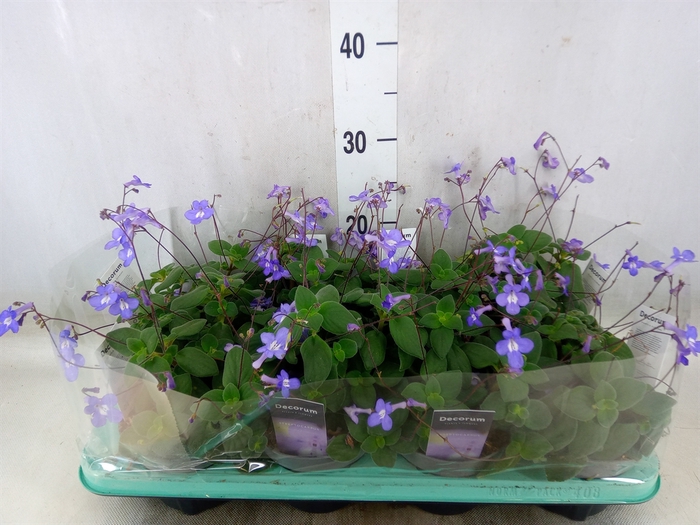 <h4>Streptocarpus saxorum</h4>