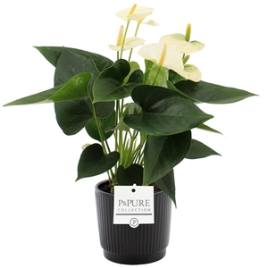 Anthurium Cocos in Pure Liv ceramics