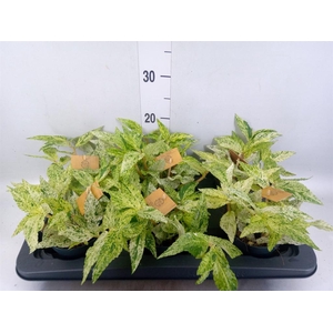 Pellionia repens 'Variegata'