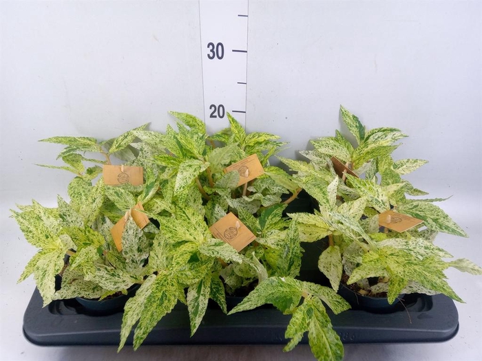 <h4>Pellionia repens 'Variegata'</h4>
