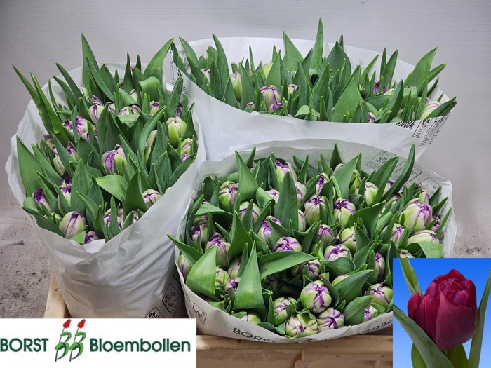 <h4>TU DU PYTHON</h4>