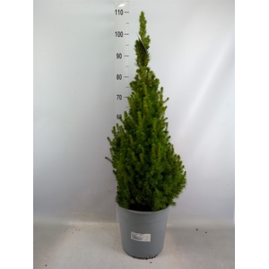 Picea glauca 'Conica'