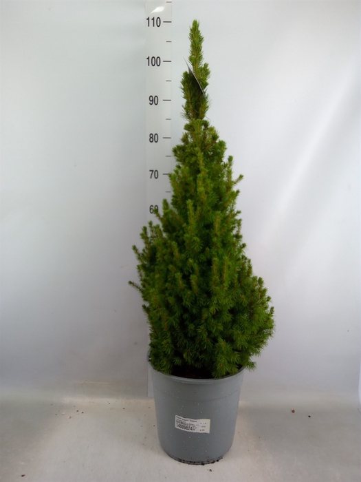 <h4>Picea glauca 'Conica'</h4>