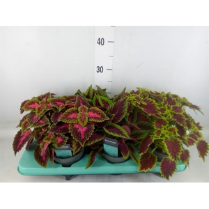 Plectranthus col.   ...mix