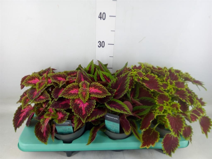 <h4>Plectranthus col.   ...mix</h4>