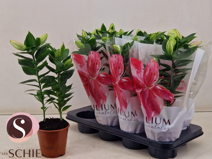 <h4>LIL OR SOUVENIR</h4>