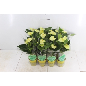 ANTHURIUM VANILLA P09