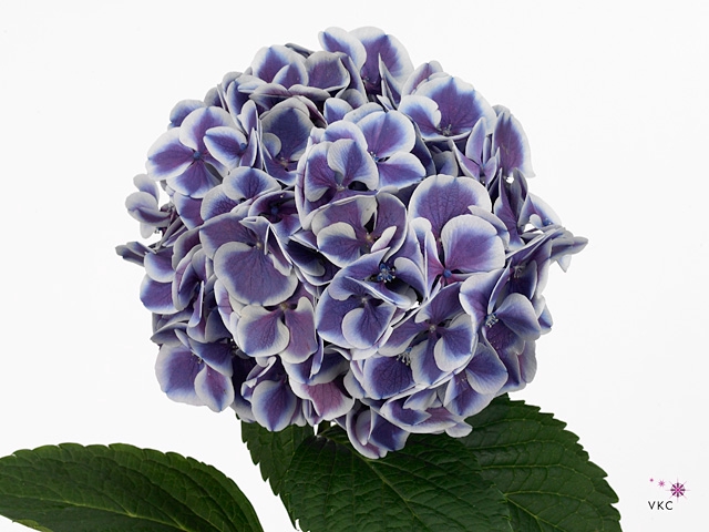 HYDR M MAG R HARL BL