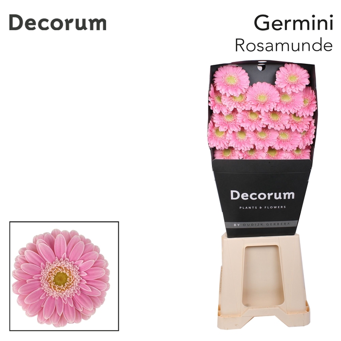 <h4>Germini Rosamunde Diamond</h4>