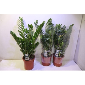 Zamio Zamiifolia
