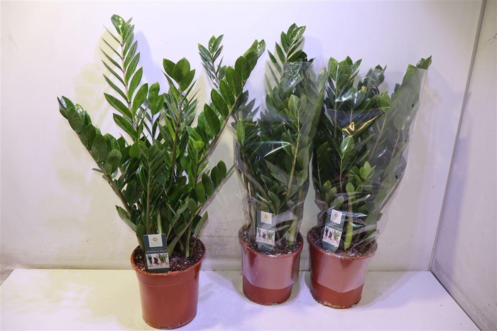 <h4>Zamio Zamiifolia</h4>