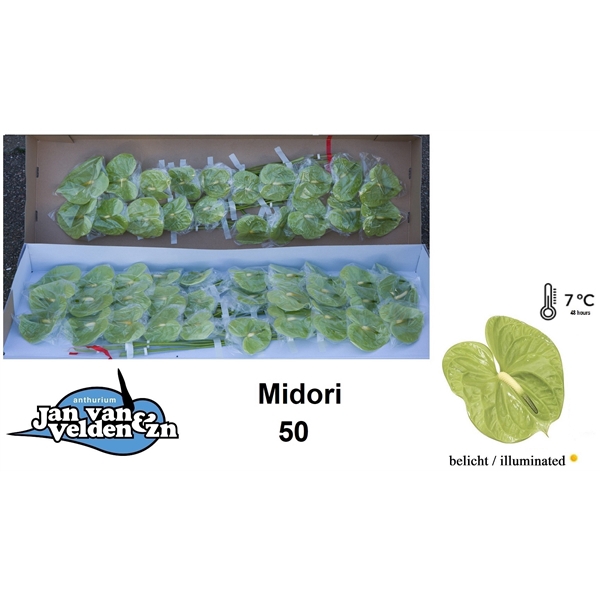 <h4>Anth A Midori 9 cm X50 Jan van Velden</h4>