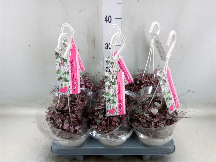 <h4>Ceropegia woodii 'Variegata'</h4>