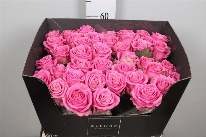 <h4>R Gr Tan Charlotte</h4>