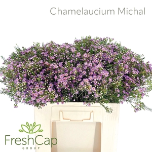 Chamelaucium Michal