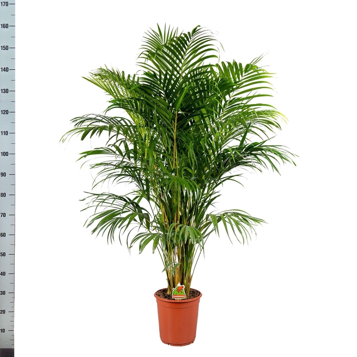 <h4>Dypsis Lutescens</h4>