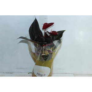 ANTHURIUM DELICATA P17