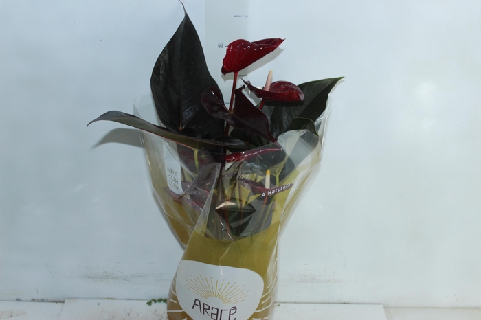 <h4>ANTHURIUM DELICATA P17</h4>