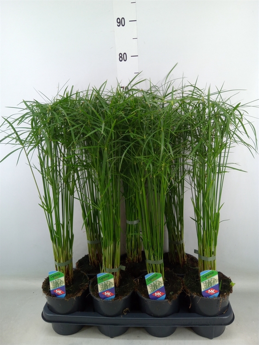 <h4>Cyperus alternifolius 'Gracilis'</h4>