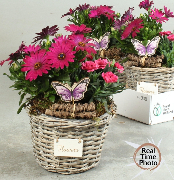 <h4>ARR TUINPLANTEN</h4>