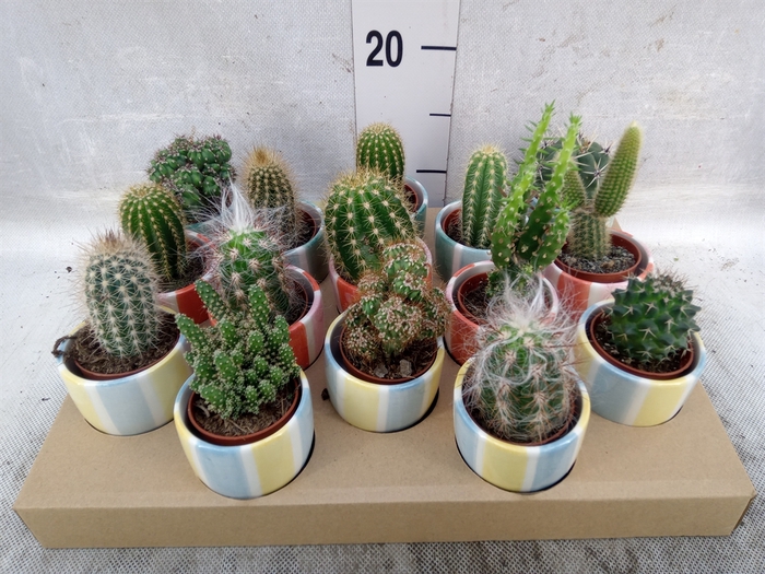 <h4>Cactus   ...</h4>