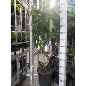 Ficus binn. 'Amstel King'