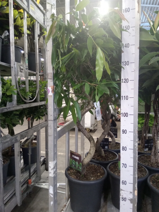 <h4>Ficus binn. 'Amstel King'</h4>