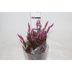 CELOSIA RABO DE GATO 050 CM ROSA
