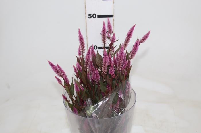 <h4>CELOSIA RABO DE GATO 050 CM ROSA</h4>