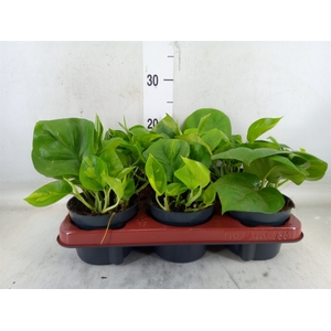 Epipremnum pinn. 'Global Green'
