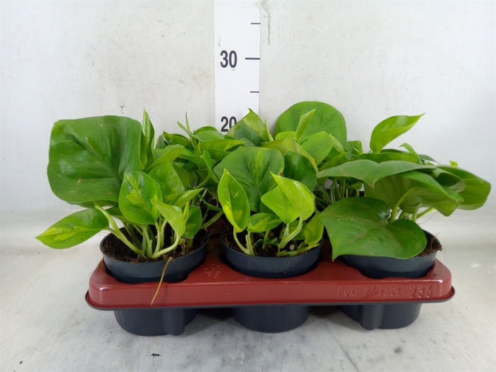 <h4>Epipremnum pinn. 'Global Green'</h4>