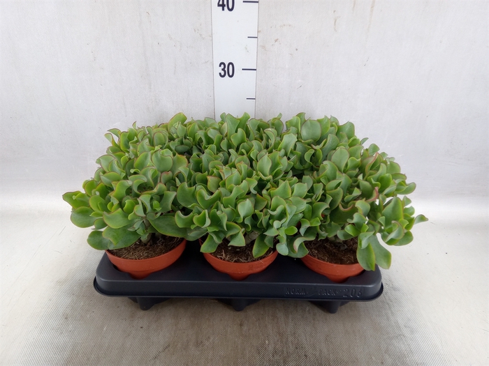 <h4>Crassula arborescens 'Curly Green'</h4>