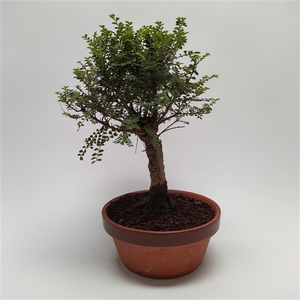 Ulmus 'Hokkaido' Bonsai 22 cm