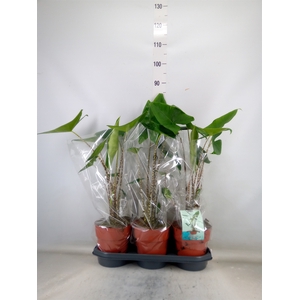 Alocasia zebrina