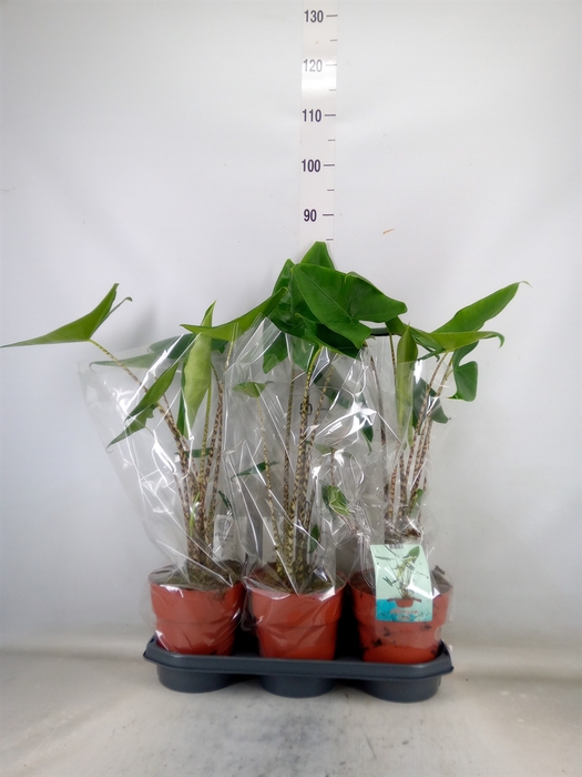 <h4>Alocasia zebrina</h4>