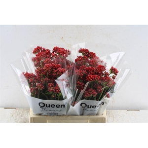 Kalanchoe Pretty Red Meadow