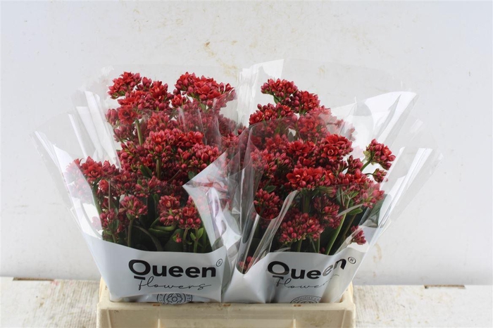 <h4>Kalanchoe Pretty Red Meadow</h4>