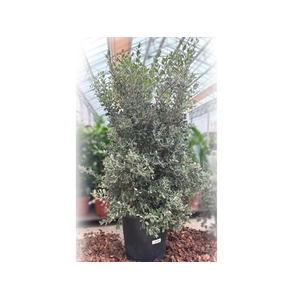 Metrosideros Excelsa struik