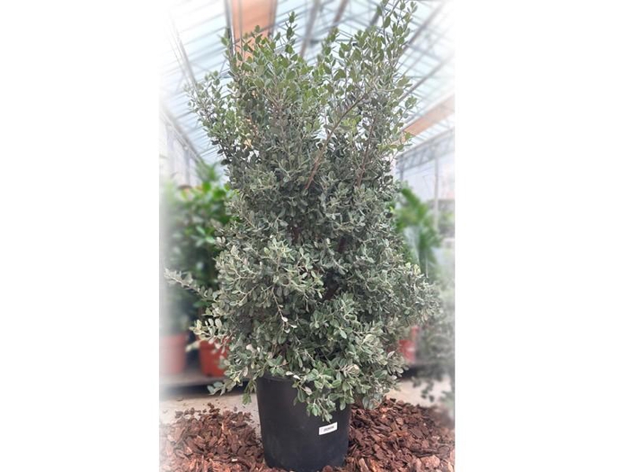 <h4>Metrosideros Excelsa struik</h4>