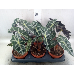 Alocasia amazonica