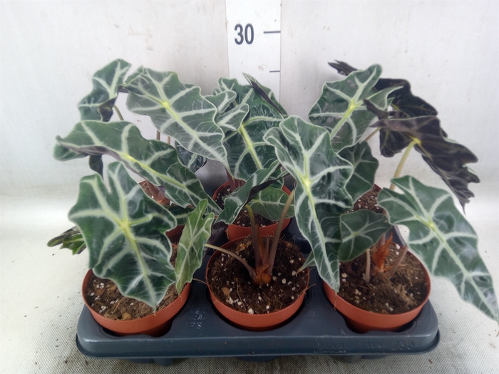 <h4>Alocasia amazonica</h4>