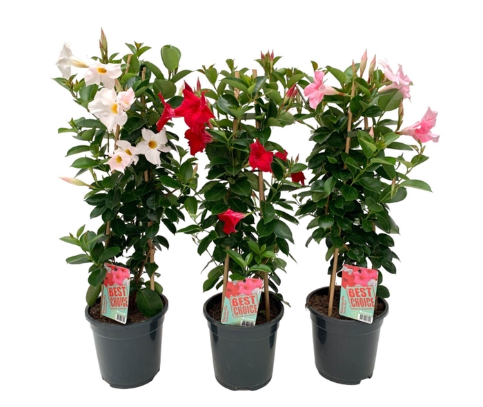 <h4>Sundaville (Dipladenia) Mix P17</h4>