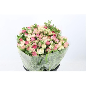 Ran Elegance Cappucino Sfumato